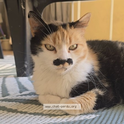 Photo of a cat found in Bordeaux