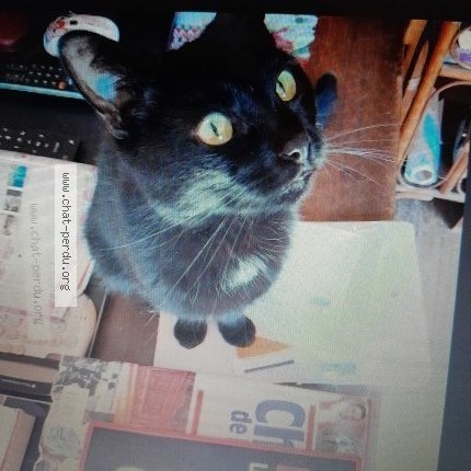 Photo of a cat found in St Mards En Othe 10160