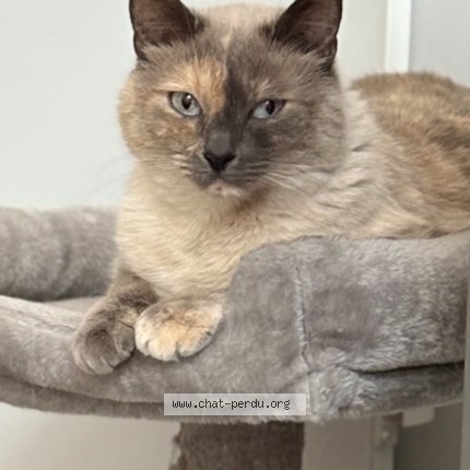 Photo of a cat found in Chilly