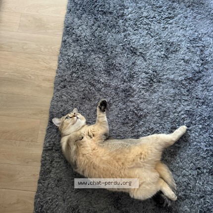 Photo of a cat found in Reze