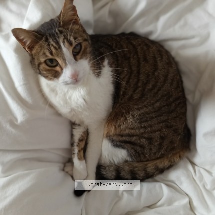 Photo of a cat found in Saix