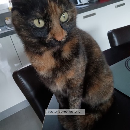 Photo of a cat found in Amiens
