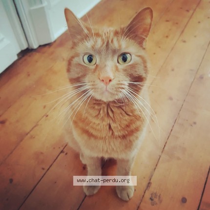 Foto 1/1 RED Kat vermist in Bruxelles