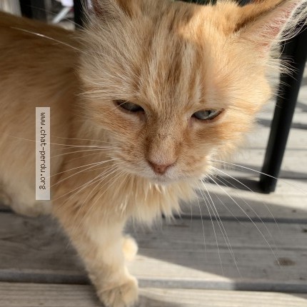 Picture of cat found at Jard Sur Mer