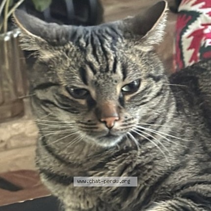 Foto 1/1 Kiwi Kat vermist in Molenbeek
