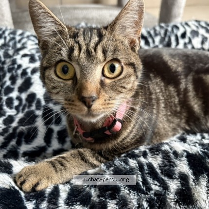 Foto 1/1 ALMA Kat vermist in Leval Trahegnies