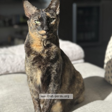 Photo of a cat found in Beausoleil