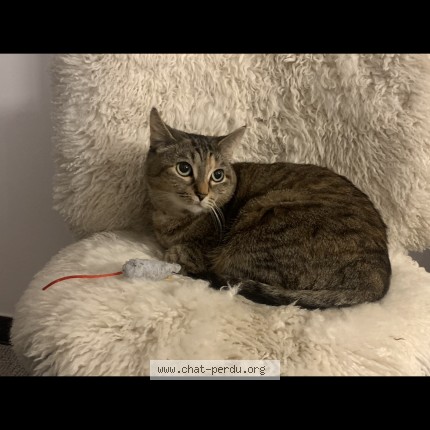 Foto 1/1 Plume Kat vermist in Bruxelles
