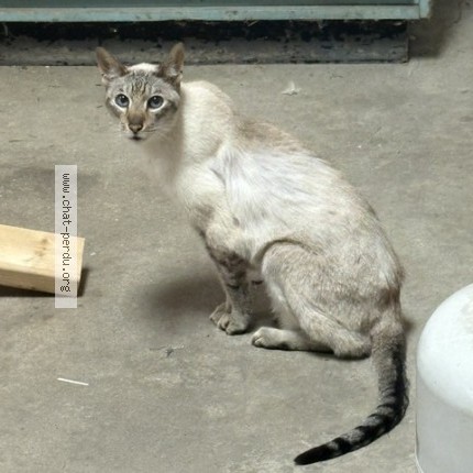 Photo 1/1 Found cat Found in Mirabel