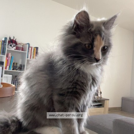 Photo of a cat found in Petit Mars