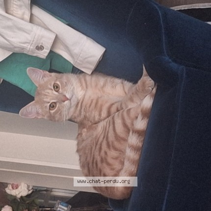 Photo of a cat found in Reichstett