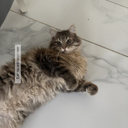 Foto 1/1 boncuk Kat vermist in Daussoulx
