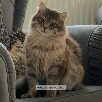 Foto 1/1 boboy boncuk Kat vermist in Daussoulx