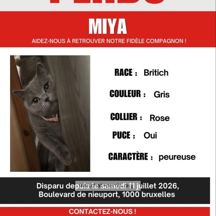 Foto 1/1 Miya Kat vermist in Bruxelles