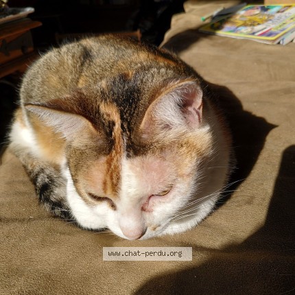 Photo of a cat found in Hyeres
