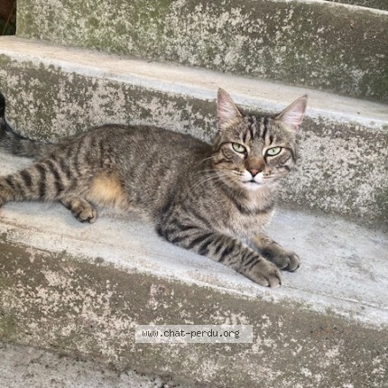 Photo of a cat found in Montpellier