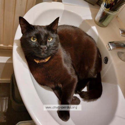 Foto 1/1 Gaston Kat vermist in Bruxelles