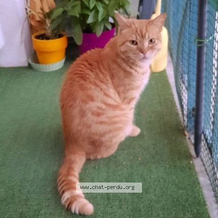 Photo of a cat found in Saint Cyr Sur Loire
