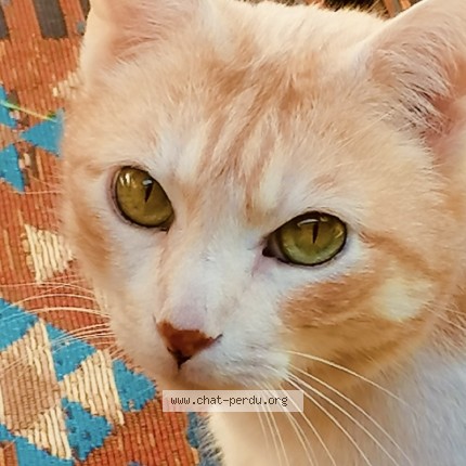 Photo of a cat found in La Cadiere D Azur
