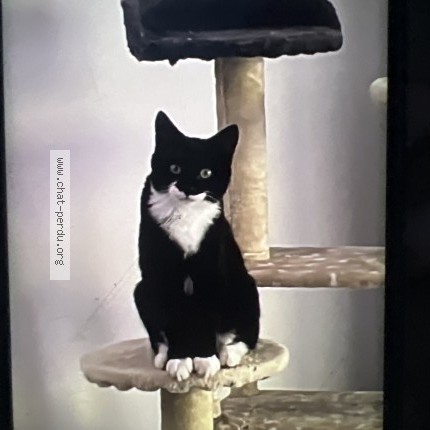 Photo of a cat found in Itteville