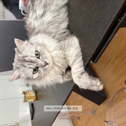 Foto 1/1 coton Katze verloren in Chene Bourg