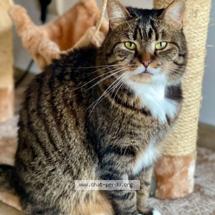 Foto 1/3 Nala Kat vermist in Hermalle Sous Argenteau
