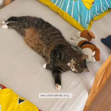 Foto 3/3 Nala Kat vermist in Hermalle Sous Argenteau
