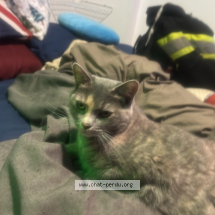 Photo 1/1 Ela Cat lost in Quebec