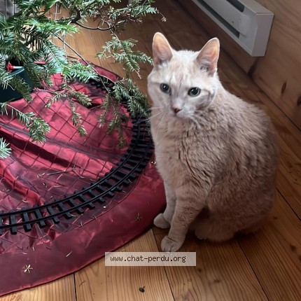Picture of cat lost at St Didace