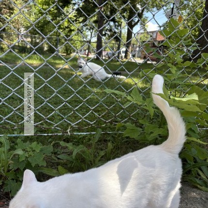 Picture of cat lost at Montreal