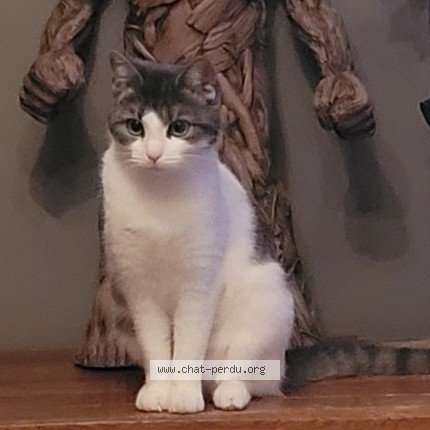 Foto 1/1 Suki Kat vermist in Tubize