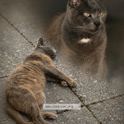 Foto 1/1 Strummi Katze verloren in Frisange