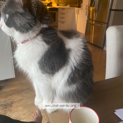 Photo 1/1 Reunited cat Lost in Laval