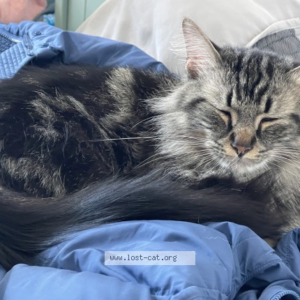 Photo 1/1 philip Cat lost in Maple