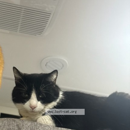 Photo 1/1 Frank Cat lost in Zwolle