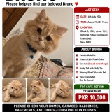 Bruno