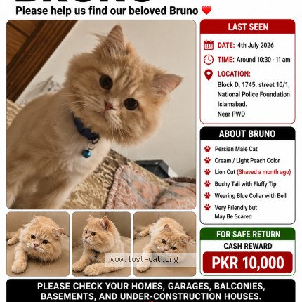 Picture of cat lost at Islamabad