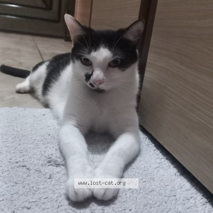 Fotografie 1/2 Miyu Pisică pierdut la Ramnicu Valcea Ostroveni
