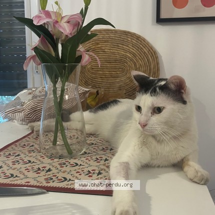 Photo of a cat found in Juvisy Sur Orge