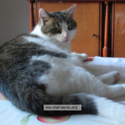 Foto 1/1 Titi Kat vermist in Schaerbeek
