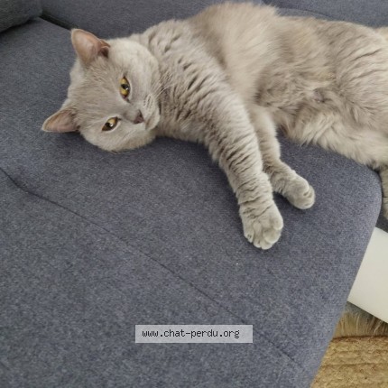 Photo of a cat found in Les Sables D Olonne