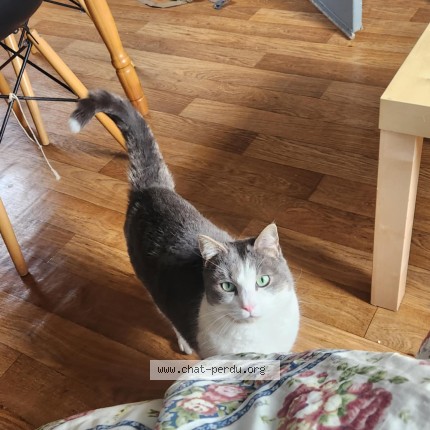 Photo of a cat found in La Roques Gageac