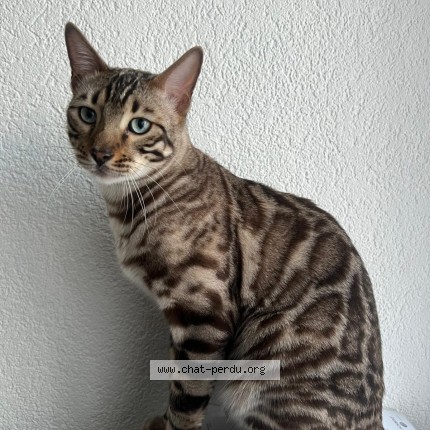 Foto 1/1 Dingo Katze verloren in Sion