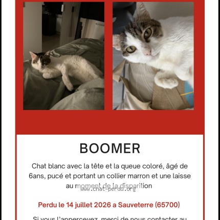 Photo of a cat found in Sauveterre