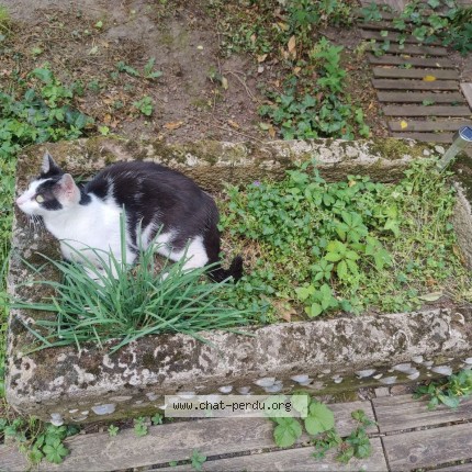 Photo of a cat found in Saint Etienne