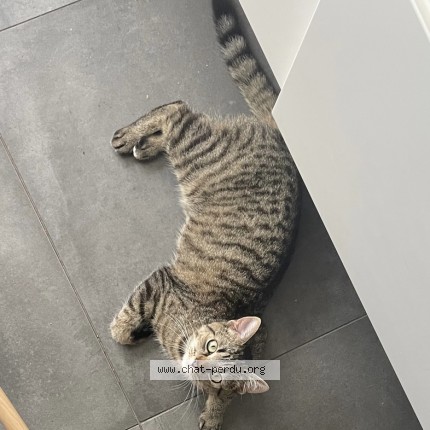 Foto 1/1 pirouette Kat vermist in Waremme