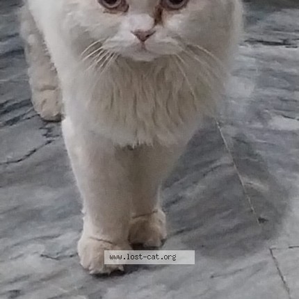 Photo 1/1 Blue Cat lost in Lahore