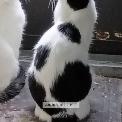 Photo 2/3 Majik Cat lost in Moore