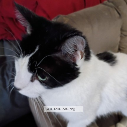 Photo 3/3 Majik Cat lost in Moore