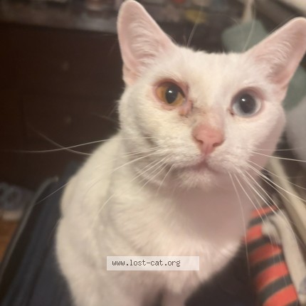 Photo 1/1 Charlotte Cat lost in Montreal